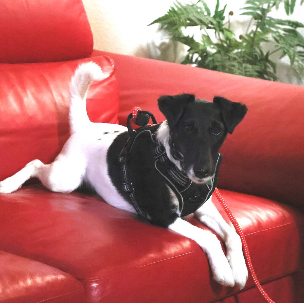 Détection canine des punaises de lit par A-Team Désinfection